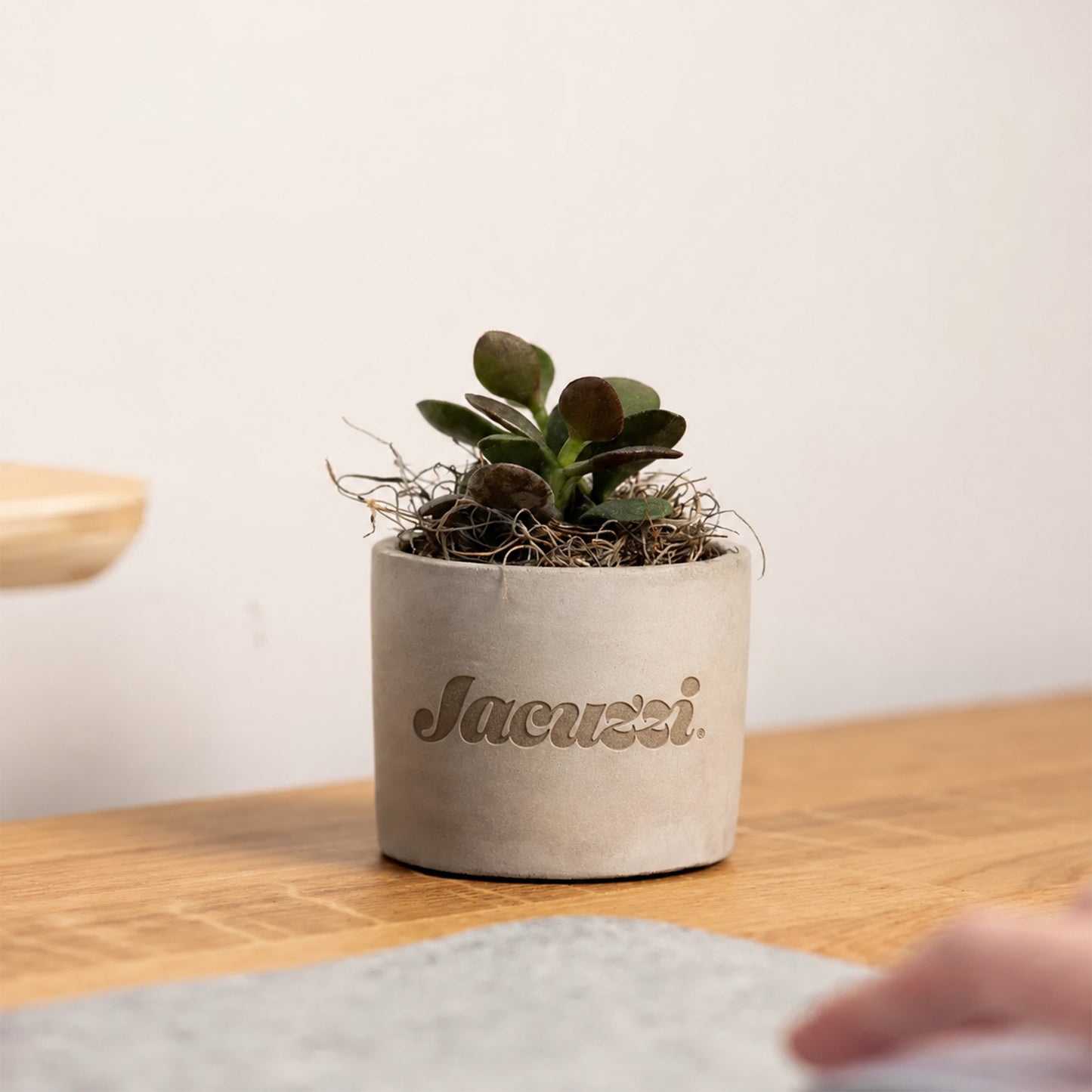 Mini Parker Desk Plant