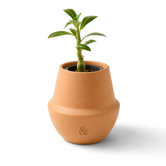 Mini Terracotta Bonsai Kit