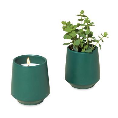 Modern Sprout Rooted Candle (Master Catalog)