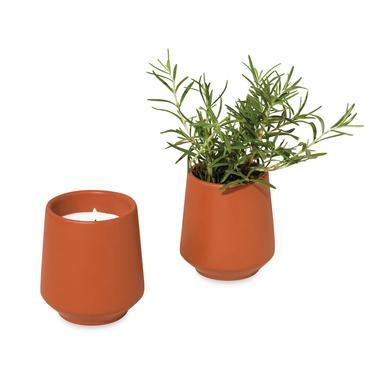 Modern Sprout Rooted Candle (Master Catalog)